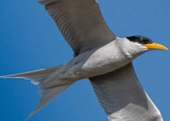 5 animals that can travel far during migration vis …
                              
                              Published by Livemint | 14 Dec 2024