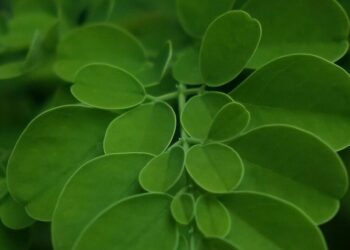 5 superfoods for a healthy immune system during wi …
                              
                              Published by Livemint | 23 Dec 2024