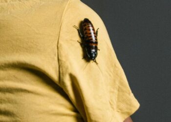 5 animals who are ancient and still alive visual s …
                              
                              Published by Livemint | 15 Dec 2024