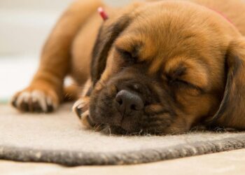 8 animals who can sleep longest
                              
                              Published by Livemint | 12 Dec 2024