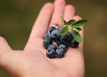 5 reasons blueberries should be your daily go-to s …
                              
                              Published by Livemint | 11 Dec 2024