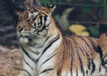 5 top places in India to spot Bengal tigers
                              
                              Published by Livemint | 25 Dec 2024