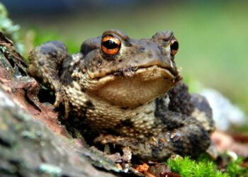 5 amazing amphibians that will blow your mind
                              
                              Published by Livemint | 21 Dec 2024