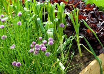 5 tips for winter gardening and plant care
                              
                              Published by Livemint | 02 Dec 2024