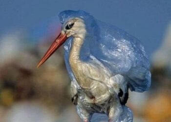 5 ways human activity is affecting birds’ natural  …
                              
                              Published by Livemint | 09 Dec 2024