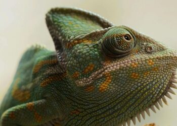 5 animals who can survive extreme weather conditio …
                              
                              Published by Livemint | 14 Dec 2024