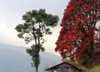 Top 5 Rhododendron Treks in the Indian Himalayas
                              
                              Published by Livemint | 05 Jan 2025