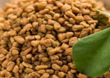 5 Health Benefits Of Fenugreek Seeds
                              
                              Published by Livemint | 19 Jan 2025