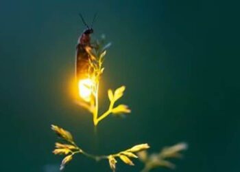 5 Animals That Glow in the Dark
                              
                              Published by Livemint | 25 Jan 2025