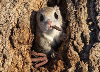 7 Pics of 2024 selected in Nikon Comedy Wildlife A …
                              
                              Published by Livemint | 12 Jan 2025