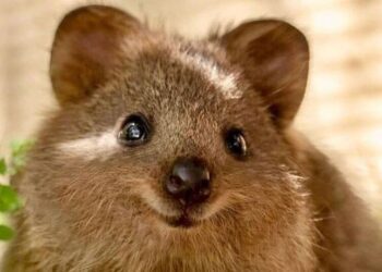 6 Fun Facts about Quokka
                              
                              Published by Livemint | 01 Jan 2025