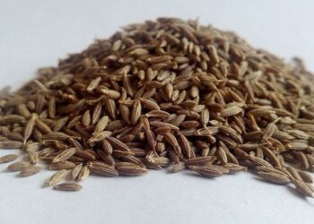 5 Health Benefits Of Drinking Soaked Jeera Water
                              
                              Published by Livemint | 24 Jan 2025