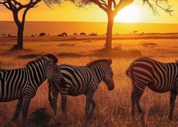 5 Lesser-known Wildlife Sanctuaries in India
                              
                              Published by Livemint | 31 Dec 2024