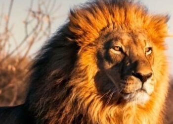 5 Best Animal Conservation Projects In India
                              
                              Published by Livemint | 03 Jan 2025