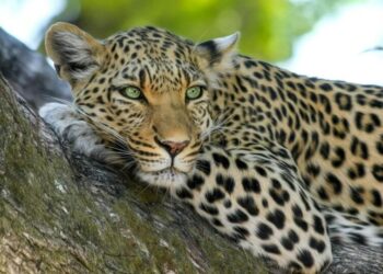 5 Highest Jumping Animals in the World
                              
                              Published by Livemint | 09 Jan 2025