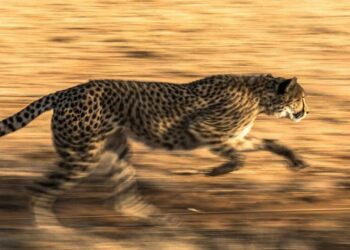 5 Of The Fastest Animals on Earth
                              
                              Published by Livemint | 29 Jan 2025