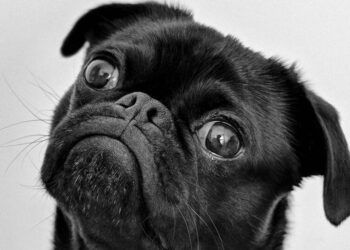 Top 5 Smartest Animals in the World
                              
                              Published by Livemint | 15 Jan 2025