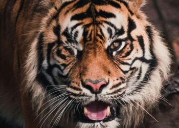 Top 5 Most Beautiful Animals in the World
                              
                              Published by Livemint | 31 Dec 2024