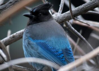 5 Birds That Are Natural Mimickers
                              
                              Published by Livemint | 18 Jan 2025