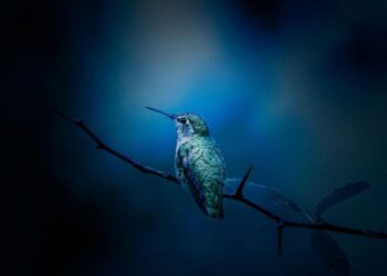 5 Smallest Birds in the World
                              
                              Published by Livemint | 29 Jan 2025