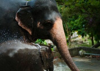 5 Of The World's Most Dangerous Mammals
                              
                              Published by Livemint | 11 Jan 2025