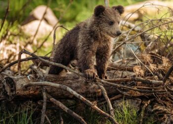 Top 5 Cutest Baby Animals You Will Want to Cuddle
                              
                              Published by Livemint | 02 Jan 2025