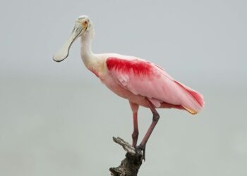 5 Of The Best Birdwatching Destinations Around the …
                              
                              Published by Livemint | 27 Jan 2025