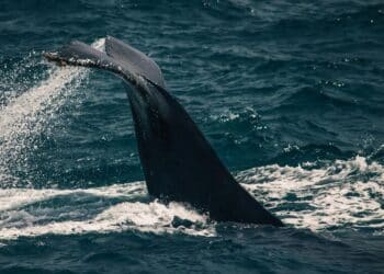 5 Of The Massive Sea Creatures That Rule the Ocean …
                              
                              Published by Livemint | 08 Jan 2025