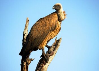 5 Animal Names Starting With Letter 'V'
                              
                              Published by Livemint | 22 Jan 2025