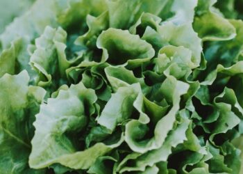 5 Superfoods Rich In Vitamin K
                              
                              Published by Livemint | 24 Jan 2025