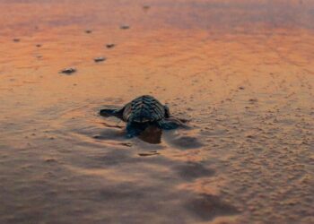 5 Fascinating Facts About Sea Turtles
                              
                              Published by Livemint | 21 Jan 2025