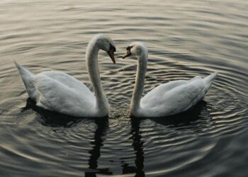 Top 5 Birds That Symbolize Love and Loyalty
                              
                              Published by Livemint | 17 Jan 2025