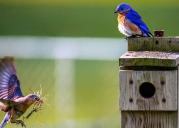 5 Animals That Are Always Ready for Mishaps
                              
                              Published by Livemint | 11 Jan 2025