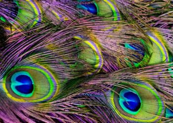 These 5 Animals From Nature Can Depict Art
                              
                              Published by Livemint | 02 Jan 2025