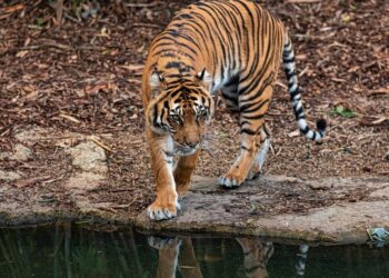 Top 6 places in India for tiger sightseeing in win …
                              
                              Published by Livemint | 16 Jan 2025