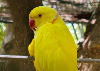 5 Best Bird Sanctuaries In India To Explore This N …
                              
                              Published by Livemint | 02 Jan 2025