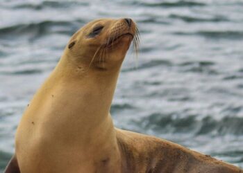 Top 6 apex predators of the food chain
                              
                              Published by Livemint | 26 Jan 2025