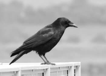 6 Animals Who Are Considered Holy And Scared Acros …
                              
                              Published by Livemint | 10 Jan 2025