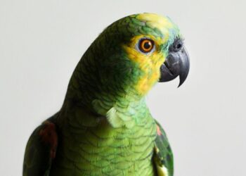 5 Exotic Animals You Can Keep As Pets In Florida
                              
                              Published by Livemint | 11 Jan 2025