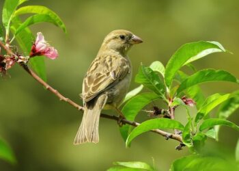 5 Birds we witness in our everyday lives
                              
                              Published by Livemint | 01 Jan 2025