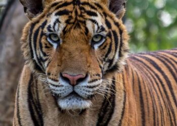 5 Unique Features Of The Bengal Tiger
                              
                              Published by Livemint | 03 Jan 2025