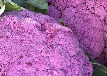 5 Purple Foods And Their Benefits
                              
                              Published by Livemint | 27 Jan 2025