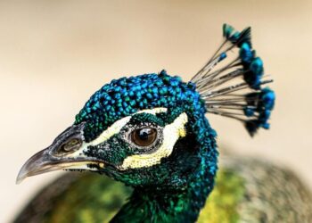 5 Facts About the Indian Peafowl
                              
                              Published by Livemint | 26 Jan 2025