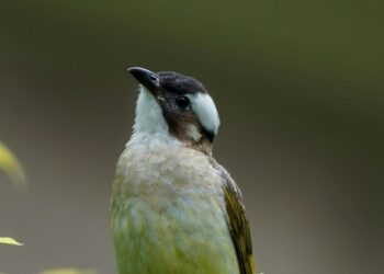 5 Indian Backyard Birds You Can Spot in Your Neigh …
                              
                              Published by Livemint | 21 Jan 2025