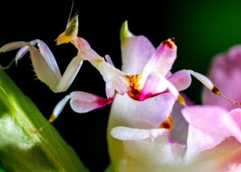 5 Most Colorful Animals You Need to See to Believe
                              
                              Published by Livemint | 18 Jan 2025