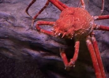 5 Bizarre Creatures Lurking in the Ocean Depths
                              
                              Published by Livemint | 24 Jan 2025