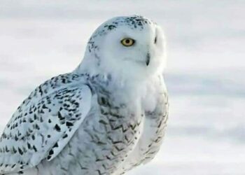 5 amazing animal camouflage tricks you won’t belie …
                              
                              Published by Livemint | 21 Feb 2025