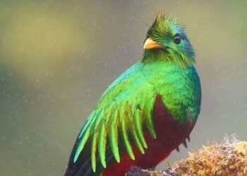 5 Quetzal species flying in Central and South Amer …
                              
                              Published by Livemint | 31 Jan 2025