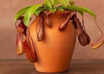 5 strangest-looking plants in the world
                              
                              Published by Livemint | 28 Feb 2025