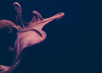 5 Fascinating Facts About Octopuses
                              
                              Published by Livemint | 15 Feb 2025